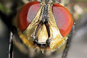 Flesh Fly (Sarcophagidae sp)